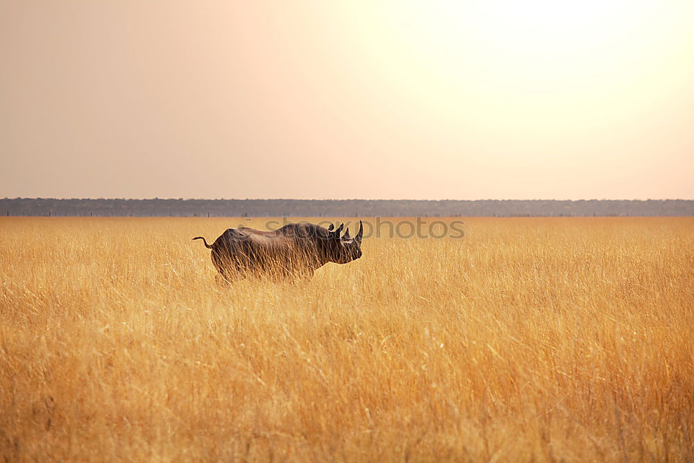 Similar – Image, Stock Photo Sheep in a pasture