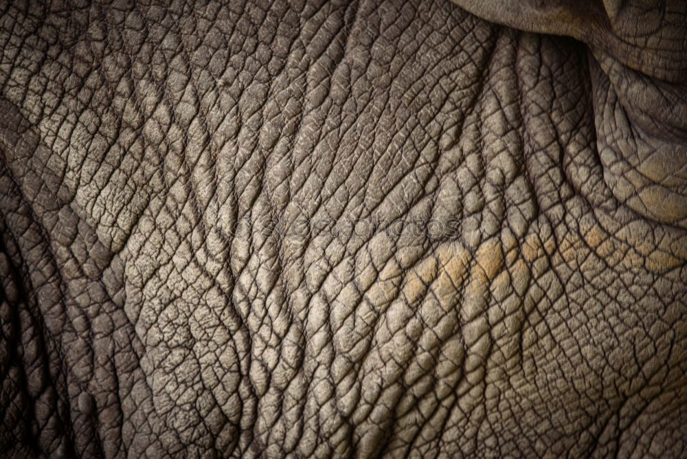 Similar – Image, Stock Photo Rhino from behind Animal