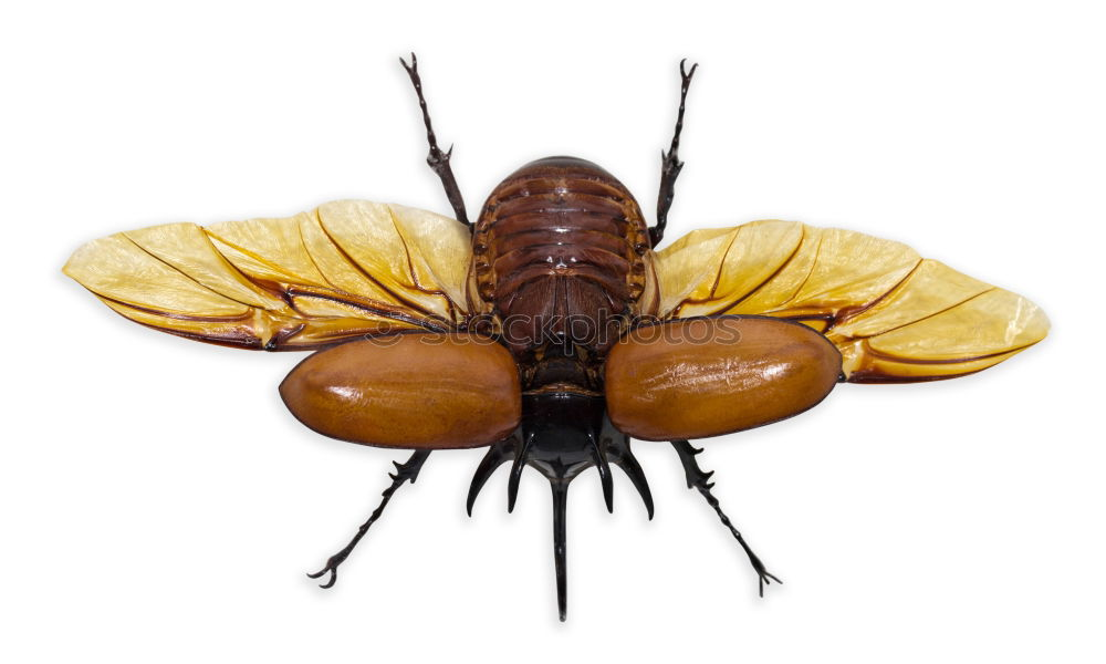 Similar – cockroach