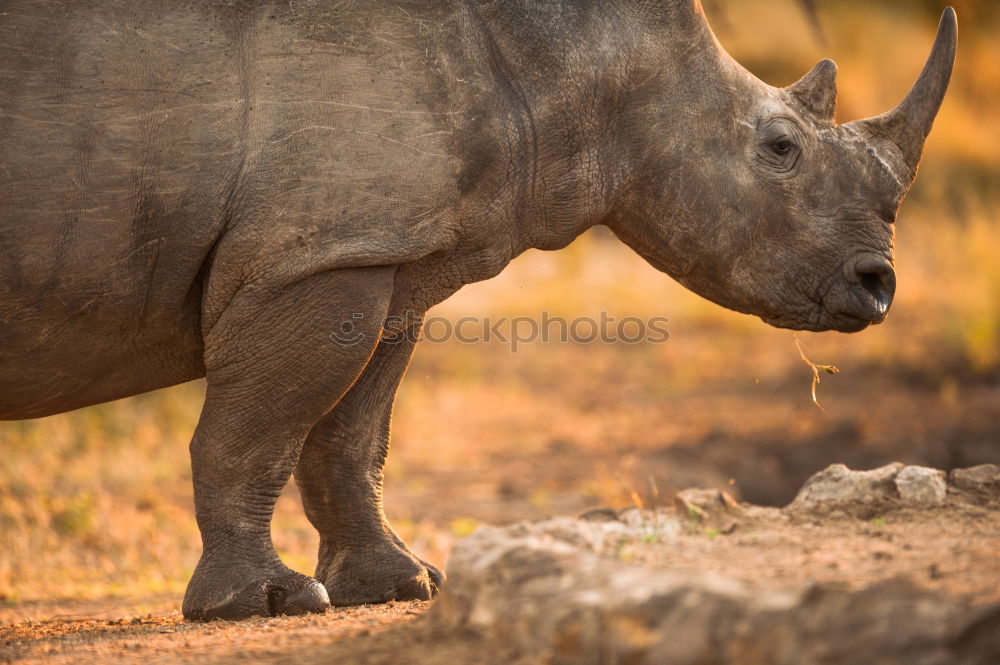 Similar – Image, Stock Photo Rhino mother with child