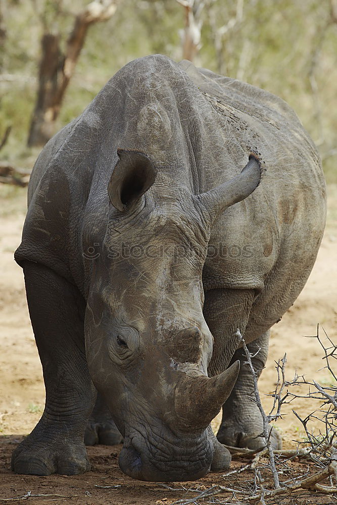 Image, Stock Photo Rhino mother with child