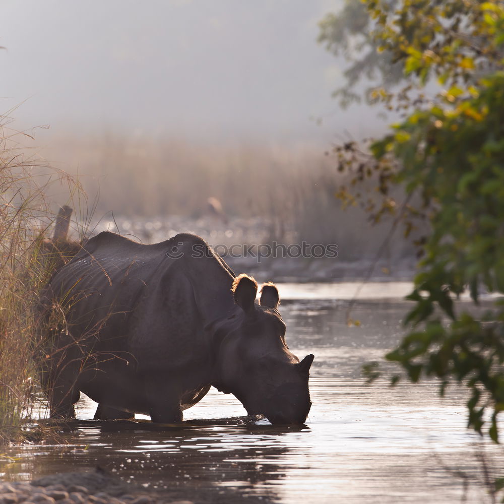 Similar – Image, Stock Photo Rhino 4 Vacation & Travel