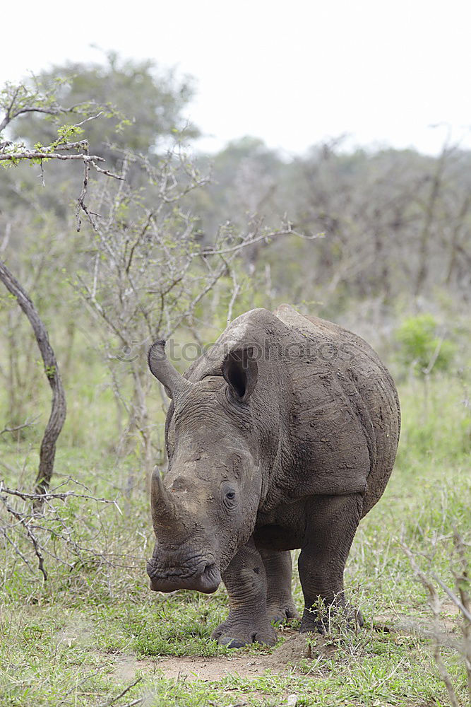 Similar – Image, Stock Photo Rhino mother with child