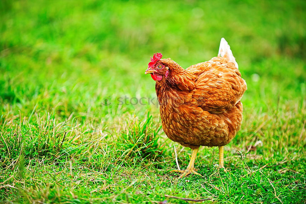 Similar – hen looking at the camera