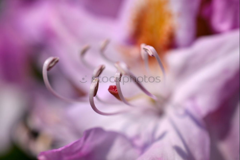 Similar – Image, Stock Photo sun seeking bullets Flower