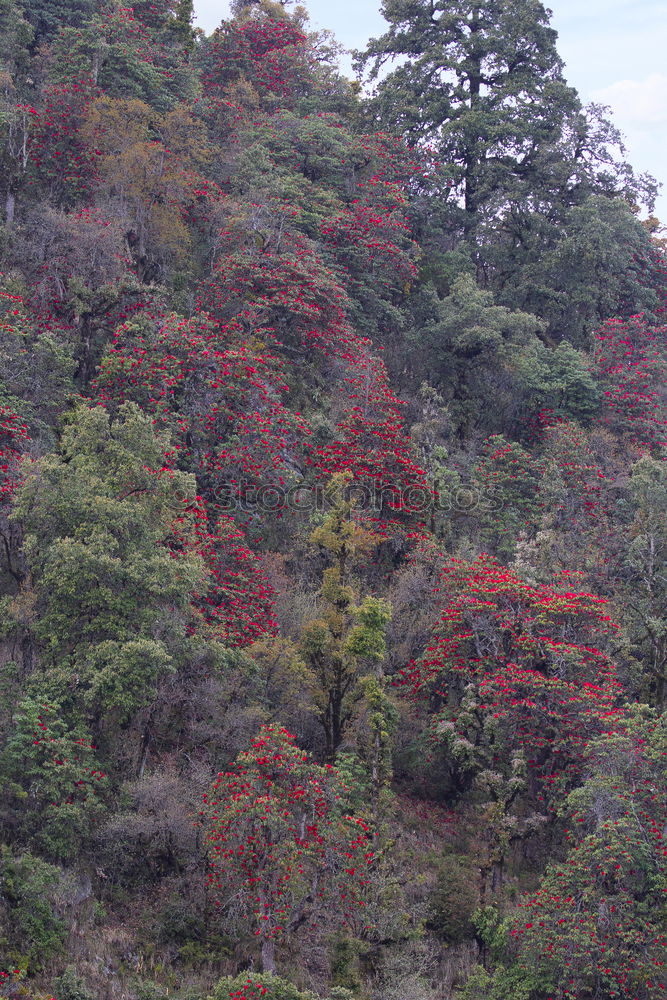 Similar – Kings Canyon Gorge from above. Northern Territory. Australia. With green trees and red rocks.