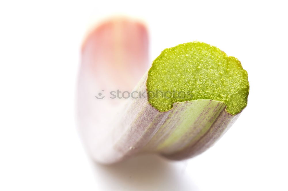 Similar – Image, Stock Photo mini egg Food Bird