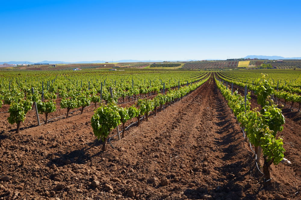 Similar – Image, Stock Photo Vine grapes Fruit