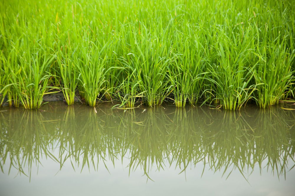 Similar – Gras grün Sommer frisch