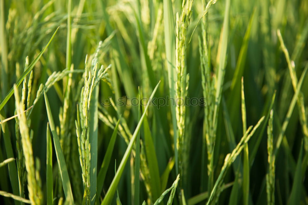 wachsen Feld Frühling