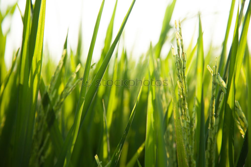 Similar – transit prohibited Barley