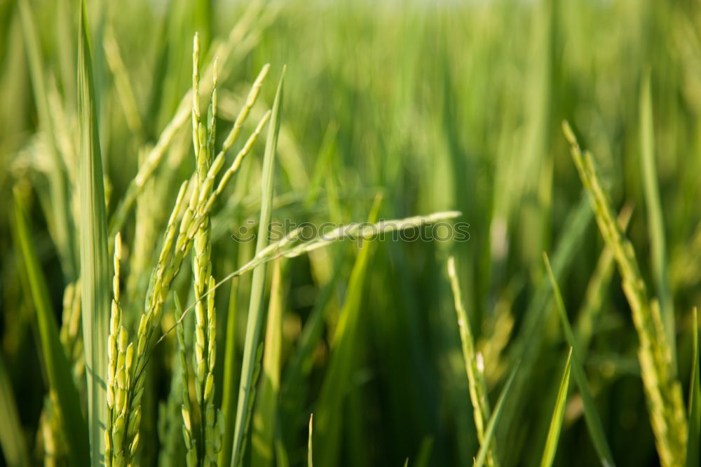 Similar – Image, Stock Photo grass Grass Green Stalk