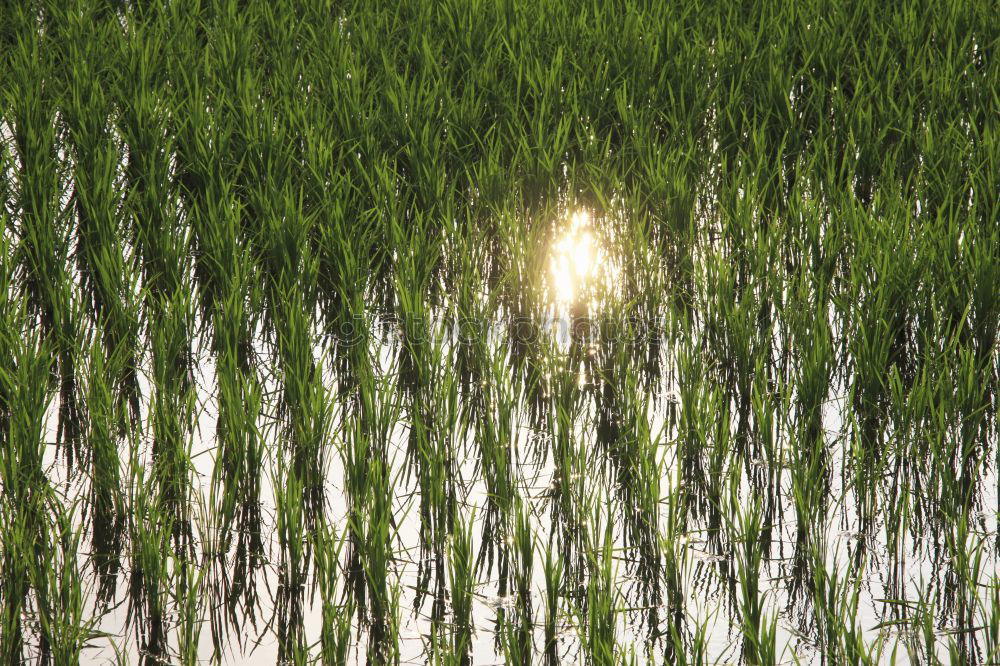 Similar – Foto Bild Freibad II Badewanne Feld