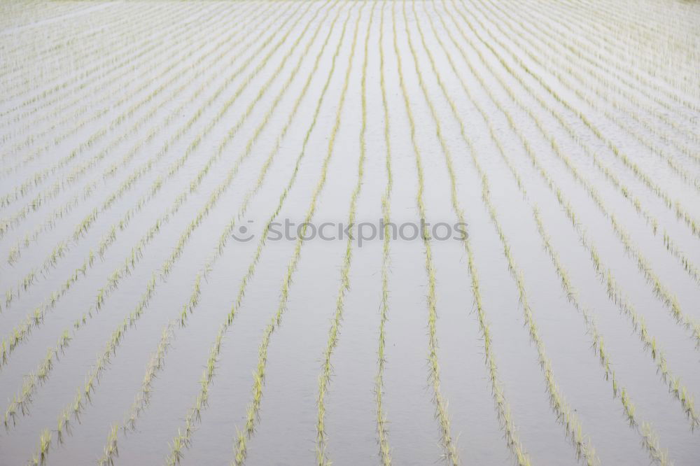 Similar – Image, Stock Photo Uckermark Environment