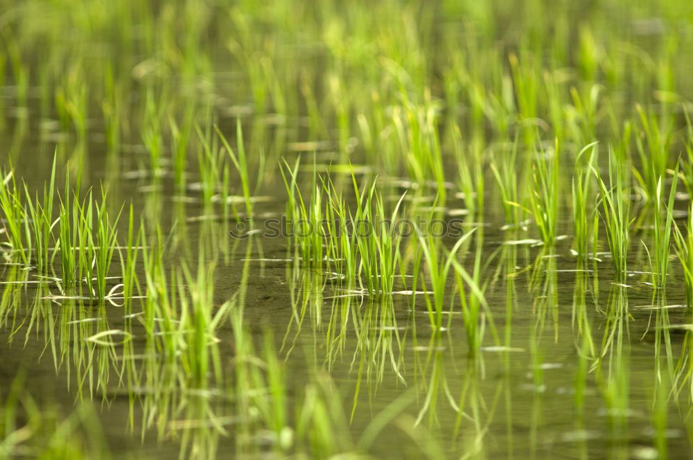 Similar – Gras grün Sommer frisch