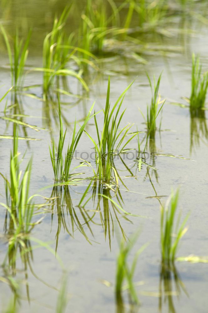 Similar – Gras grün Sommer frisch