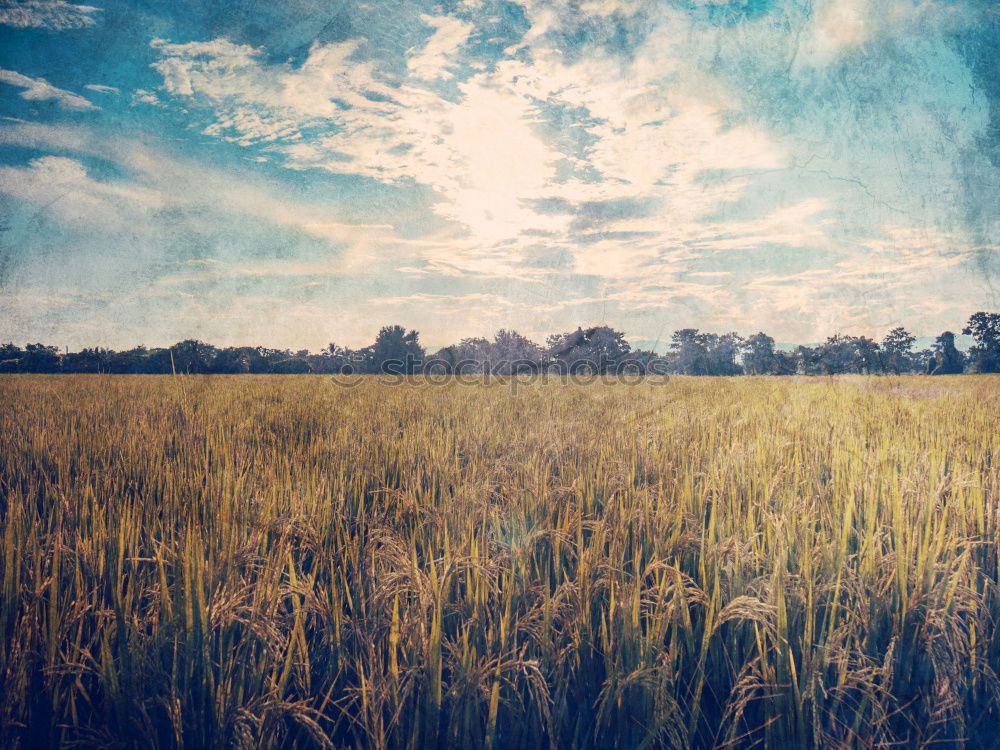 Similar – Image, Stock Photo loner Nature Landscape Sky