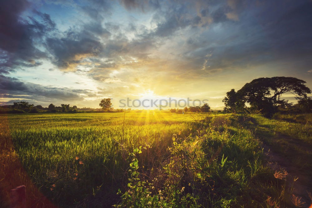 Similar – Image, Stock Photo The old tree Nature
