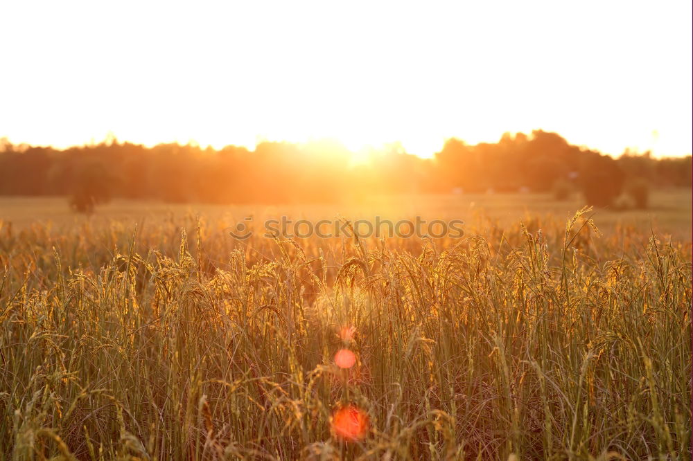 Image, Stock Photo Countryside landscape against light