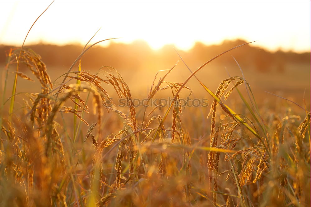 Similar – Image, Stock Photo Countryside landscape against light