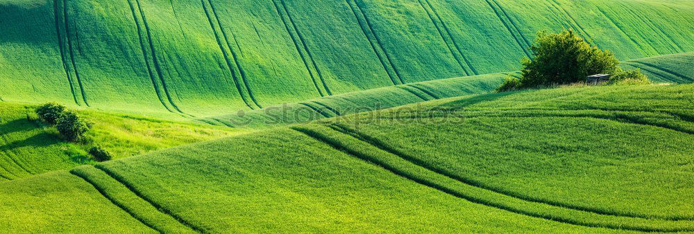 Similar – rapeseed patches