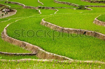 Similar – Image, Stock Photo green pattern Environment