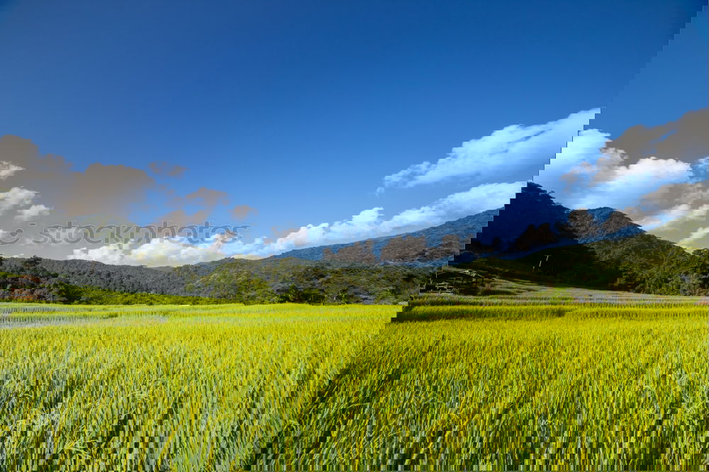 Similar – Image, Stock Photo soothing tea
