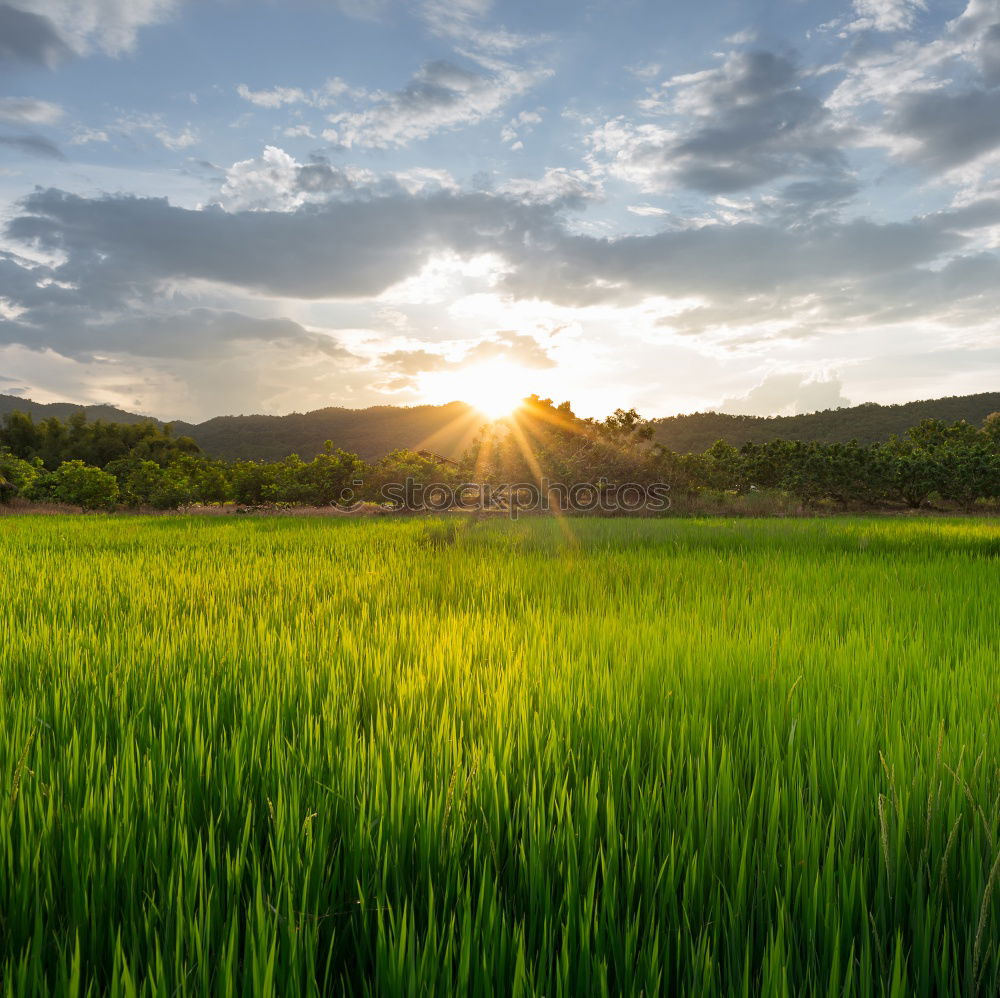 Similar – BALI Grain Rice