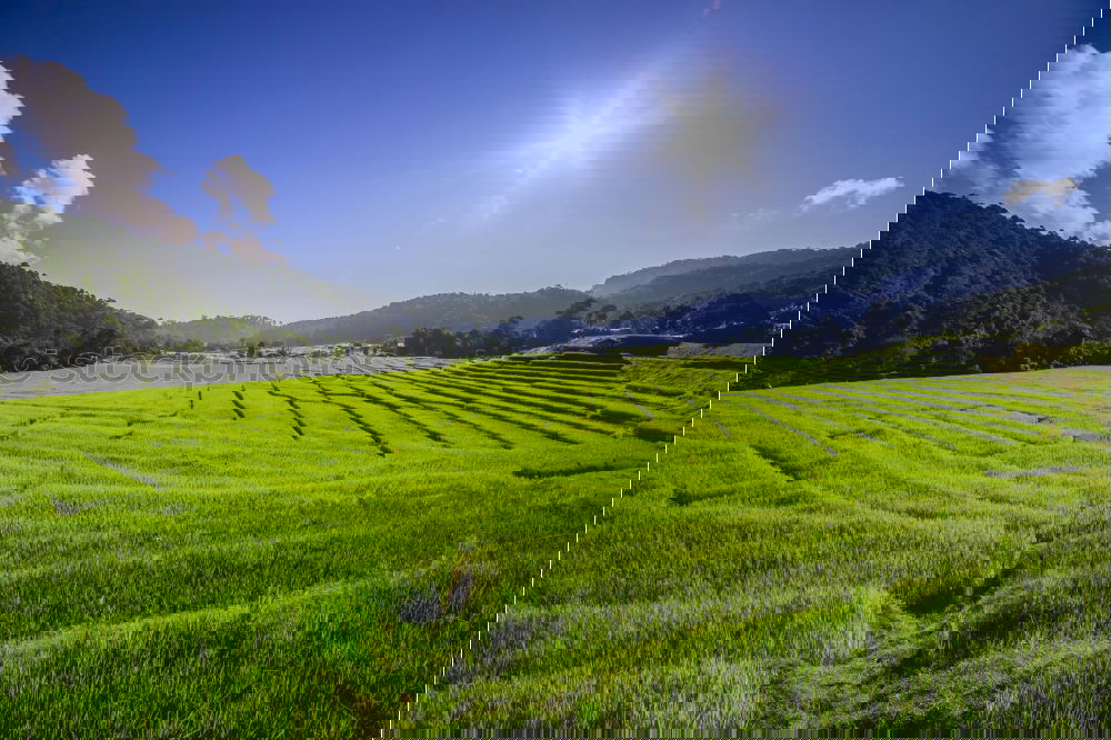 Similar – Image, Stock Photo soothing tea