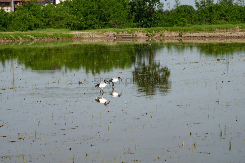 Similar – Image, Stock Photo in the Ländle Nature