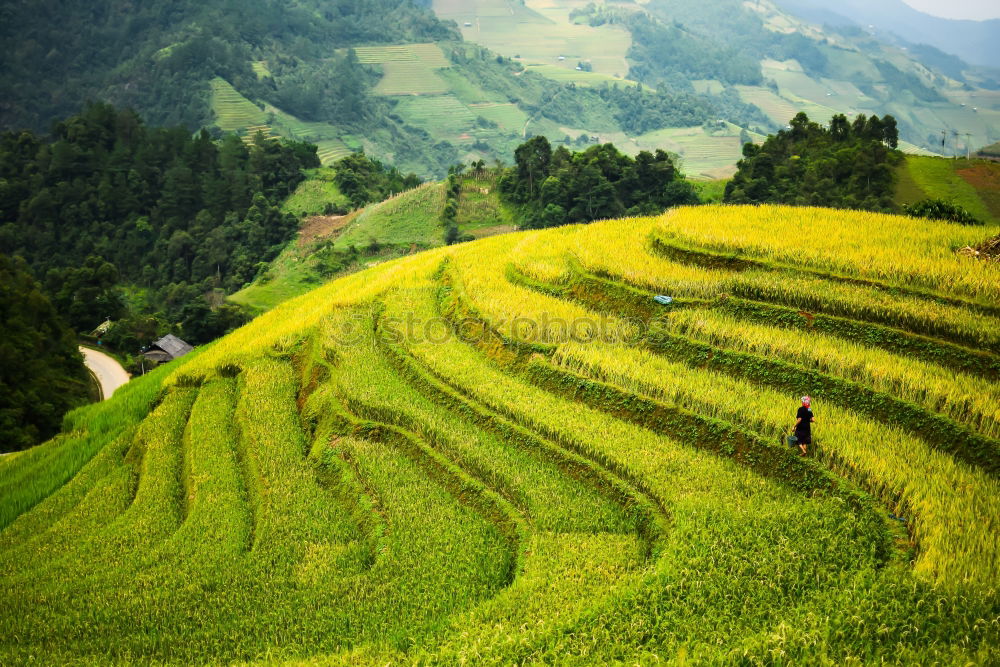 Similar – Top view of the rice paddy fields in northern Thailand