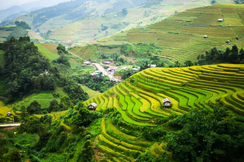 Top view of the rice paddy fields in northern Thailand