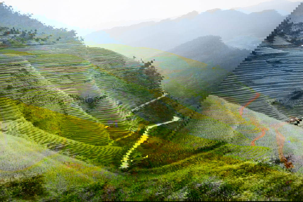Similar – Image, Stock Photo a way through the green
