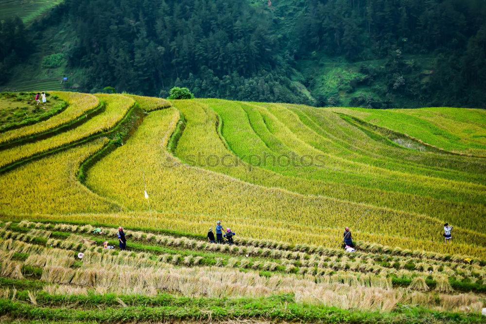 Similar – Image, Stock Photo Moselle wine Golden autumn landscape