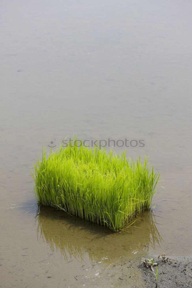 Similar – Image, Stock Photo mussel toupee Mussel Algae