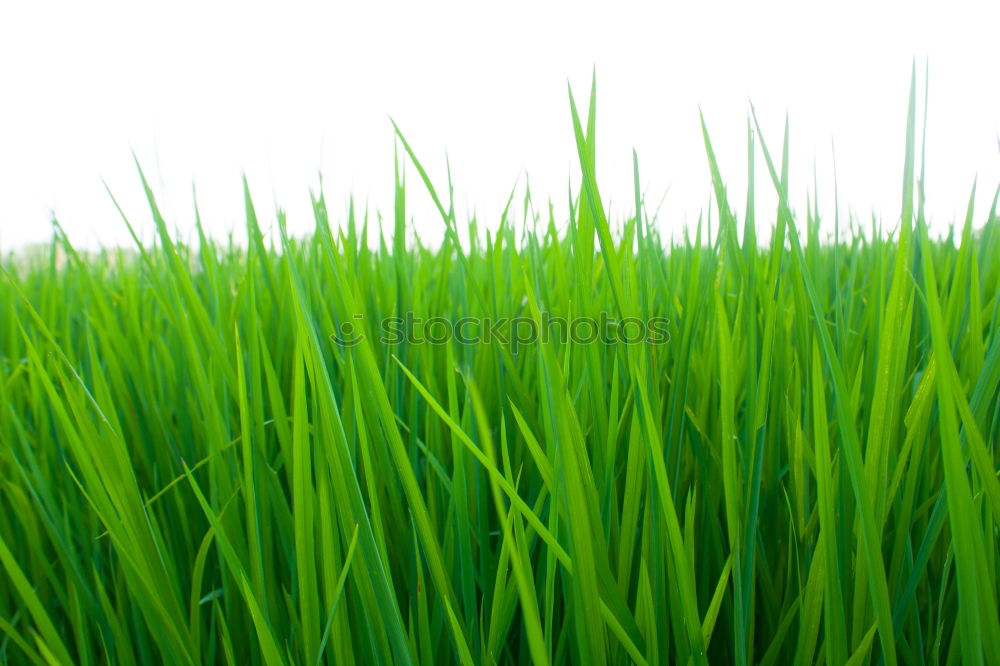 Similar – Maize top field over the Weimarer Land