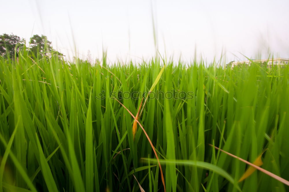 Similar – Image, Stock Photo Field 2 Spring Nature