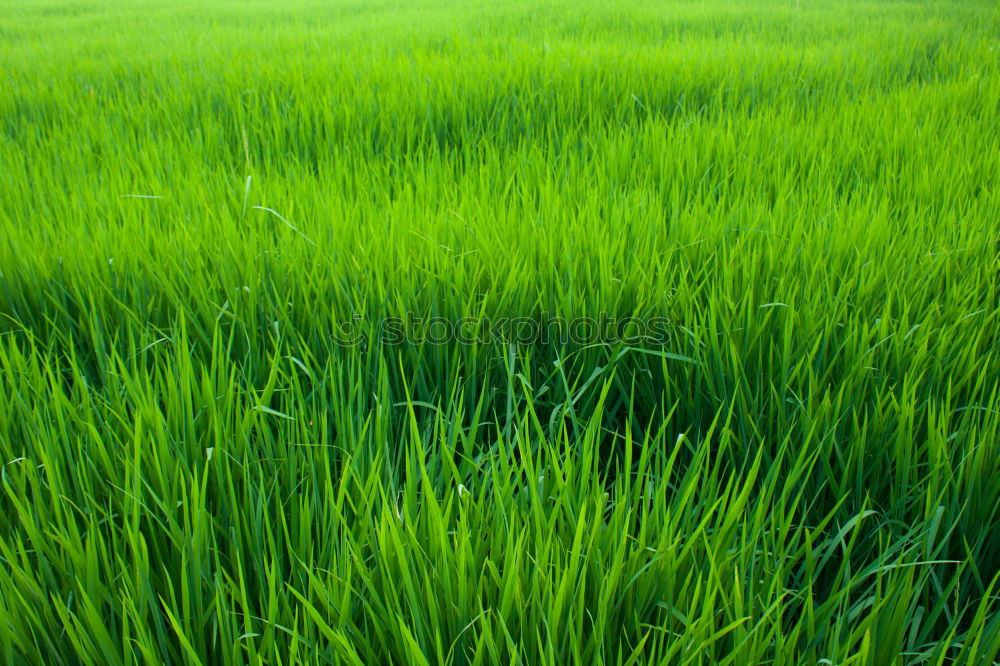 Similar – Image, Stock Photo weedkiller Paddy field