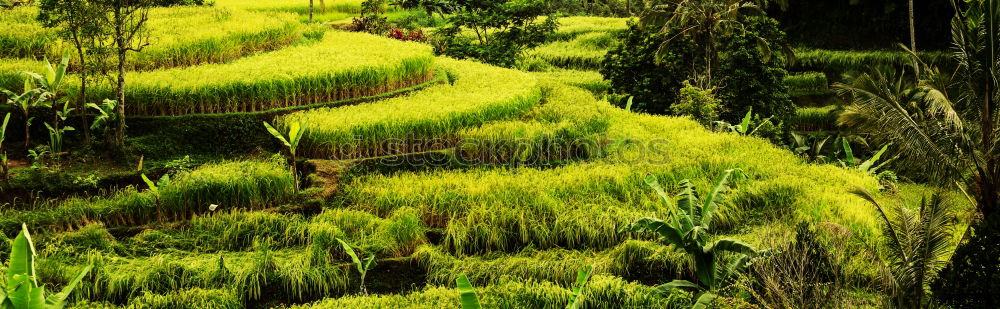 Similar – Foto Bild Mooswelten Pflanze grün