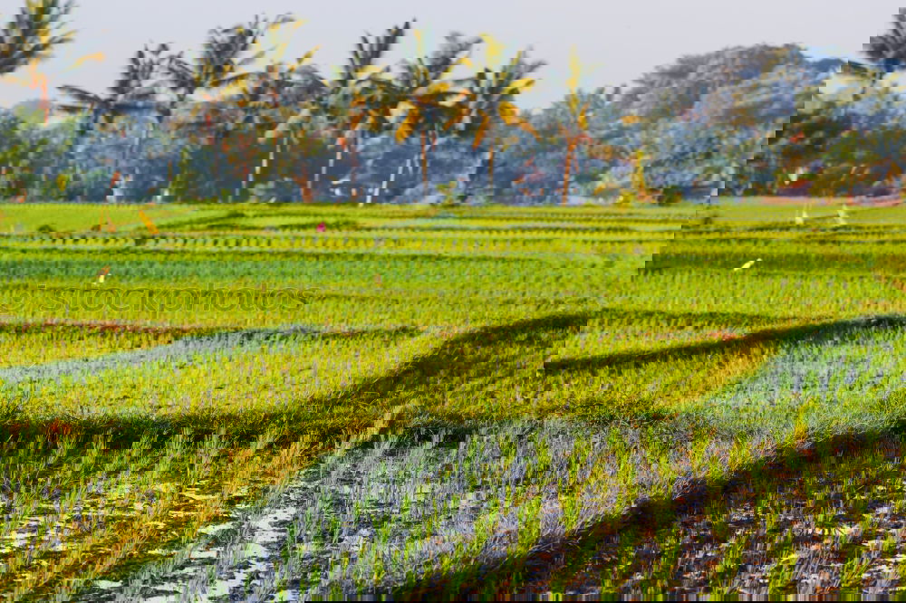 Similar – Image, Stock Photo Rice in Bali Ubud Asia