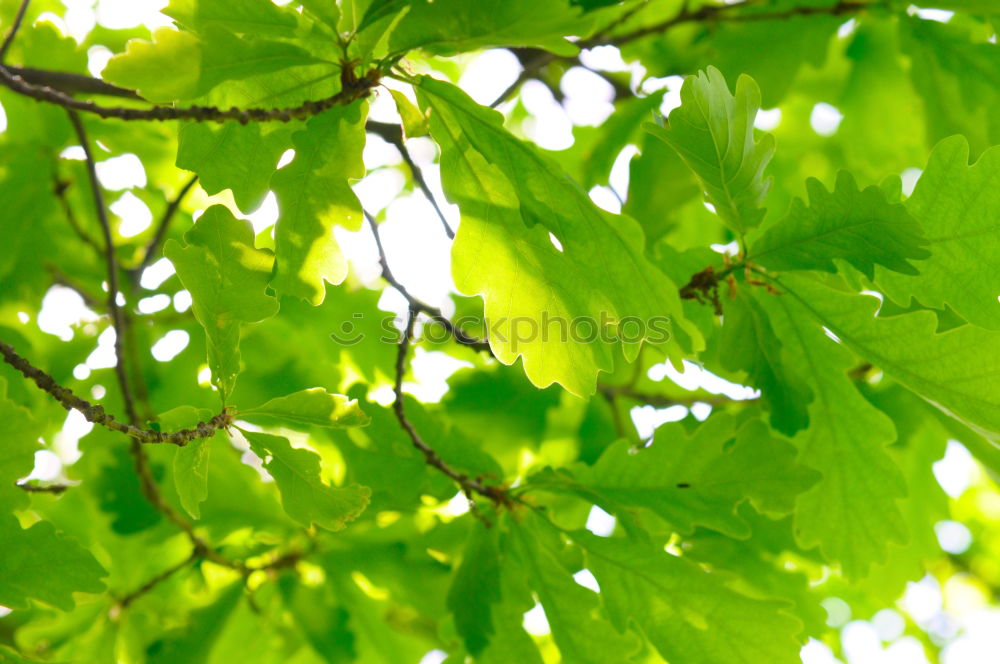 Similar – Green tinsel Nature Plant