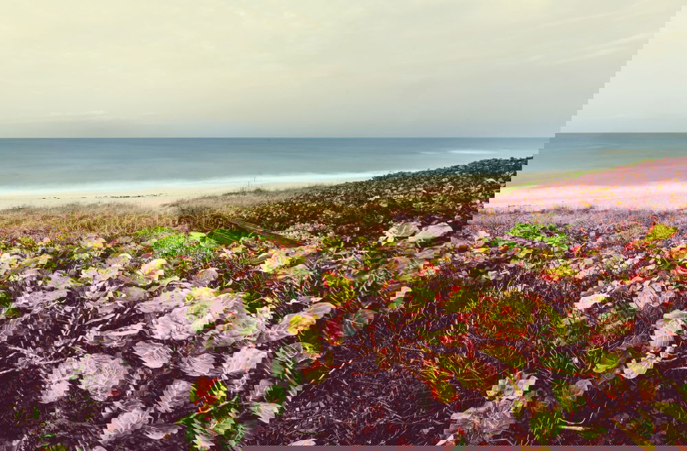 Similar – Image, Stock Photo Beautiful beach in Portugal