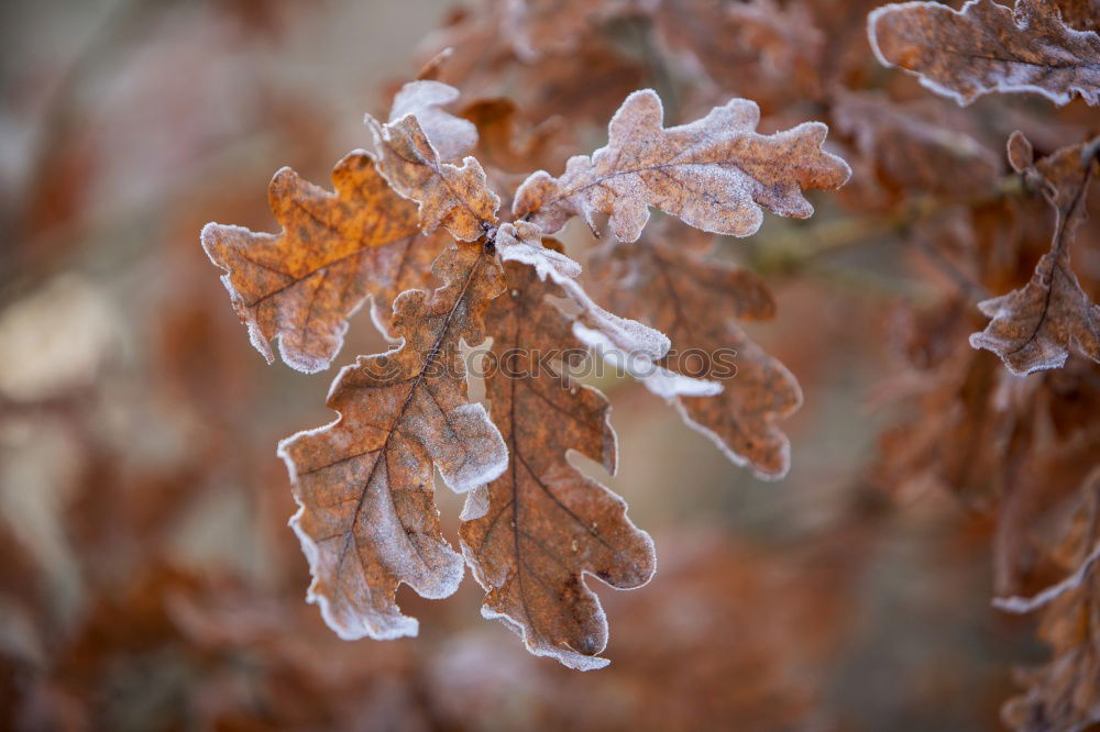 Similar – Amberry tree leaves, hoarfrost,