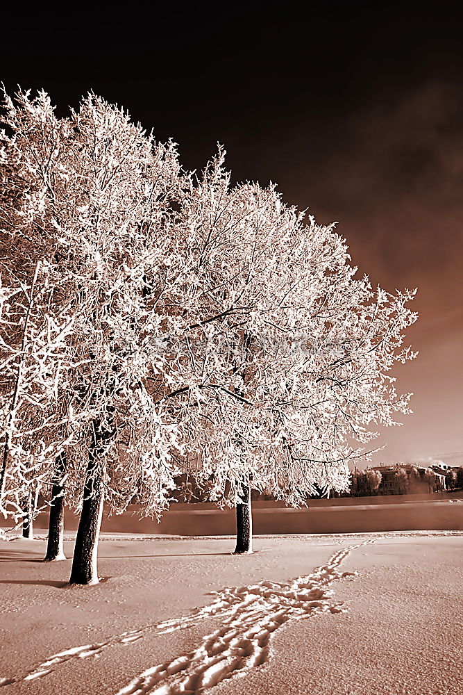 Similar – Image, Stock Photo Winter in the village Snow