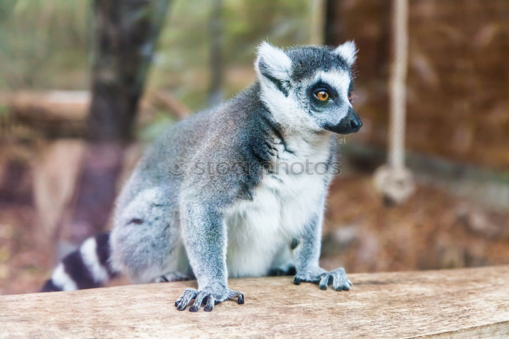 Similar – Image, Stock Photo Unmotivated monkey