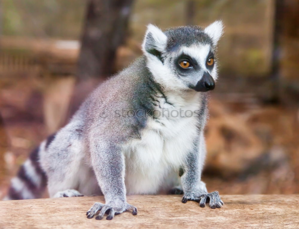 Similar – Image, Stock Photo Unmotivated monkey