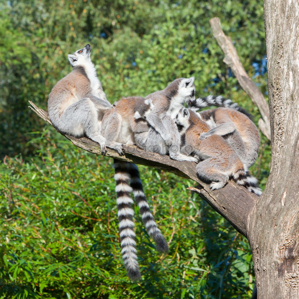 Similar – lookout Animal Monkeys