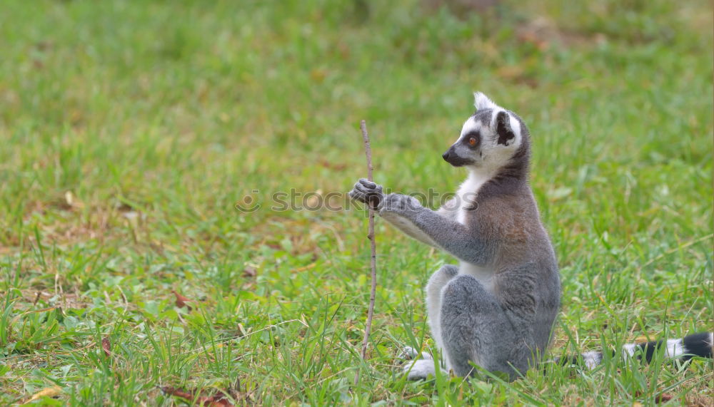 Similar – schwanzlos Eichhörnchen