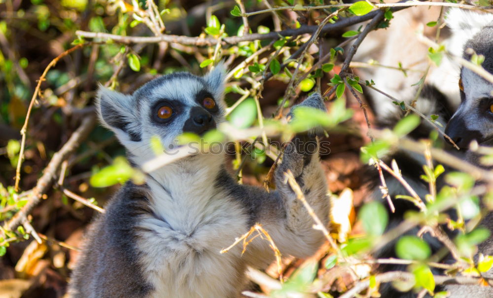 Similar – On the jump Nature Animal