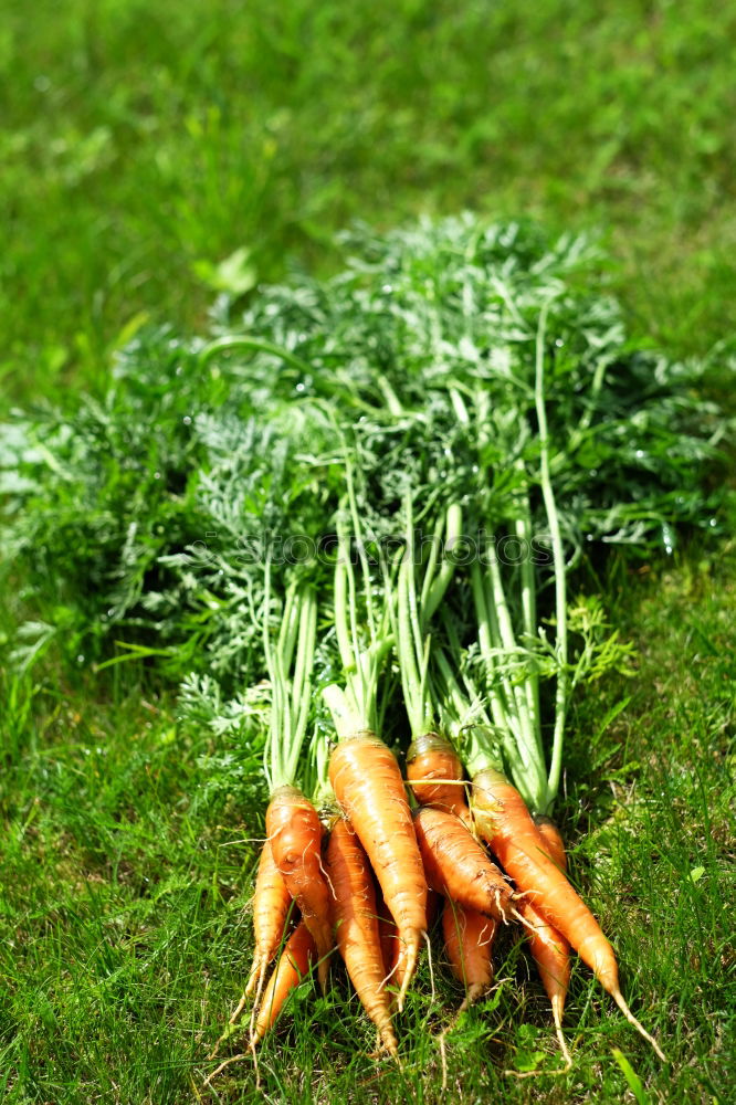 Similar – Image, Stock Photo Carrots Vegetable